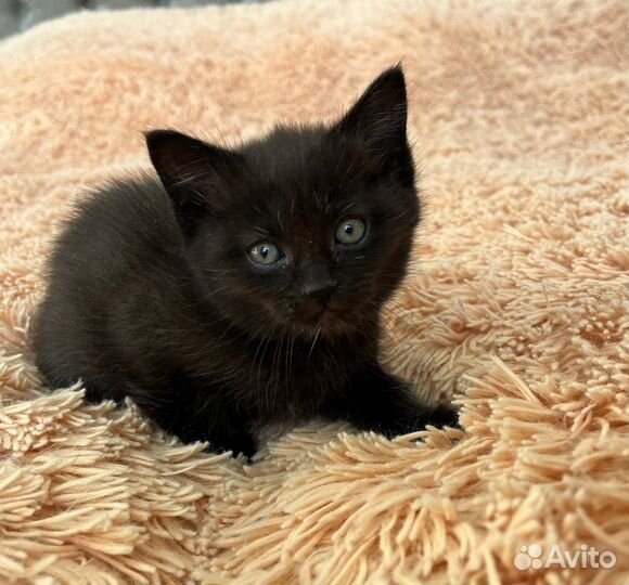 Котята в добрые руки приучены к лотку