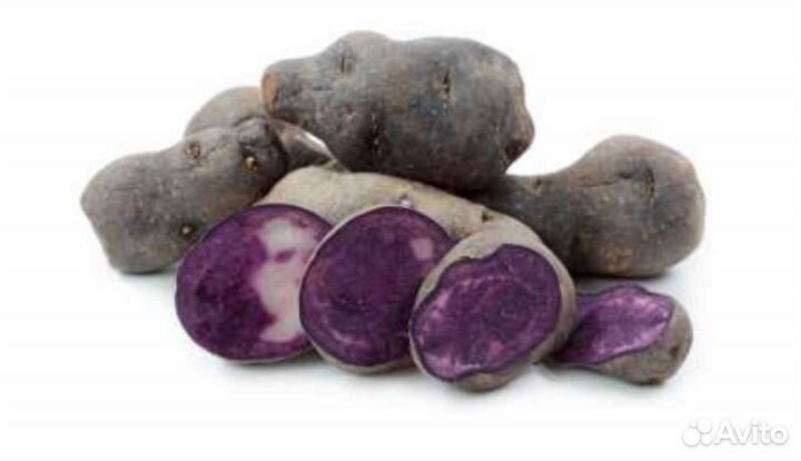 Семенной картофель