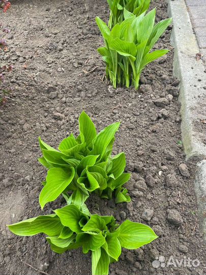 Хоста растение