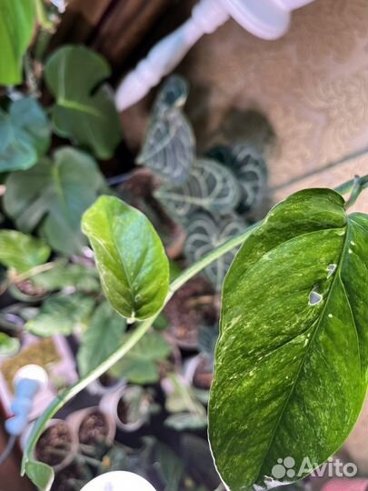 Эпипремнум пиннатум вайт