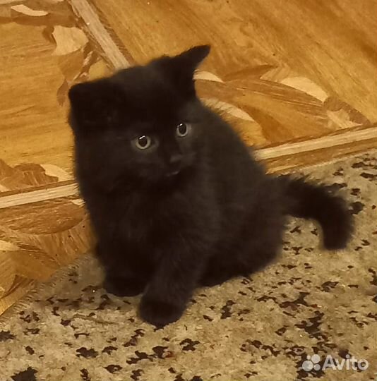 Британская прямоухая