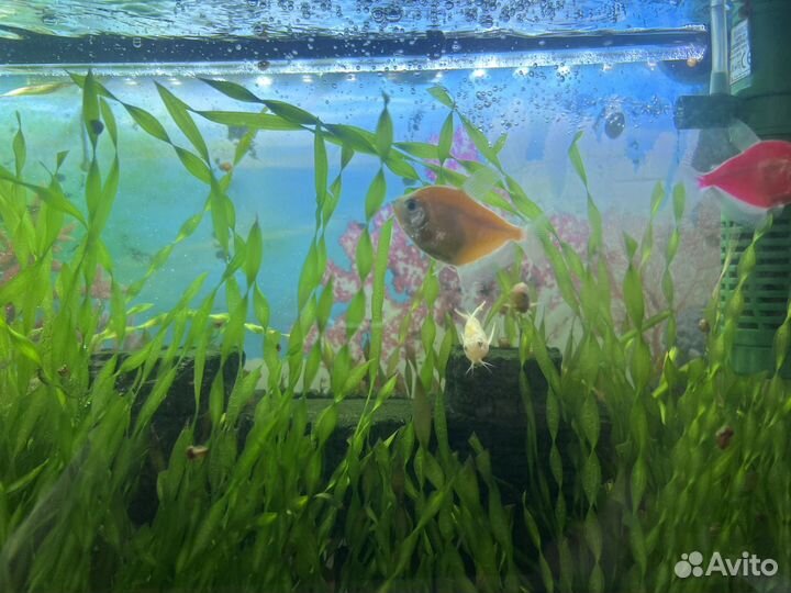 Аквариум с рыбками