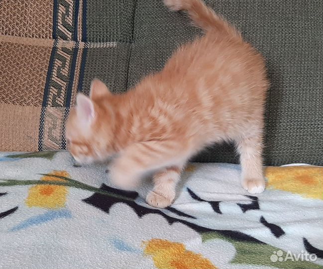 Котенок в добрые руки