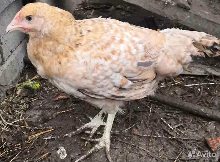 Несушки молодки разных пород