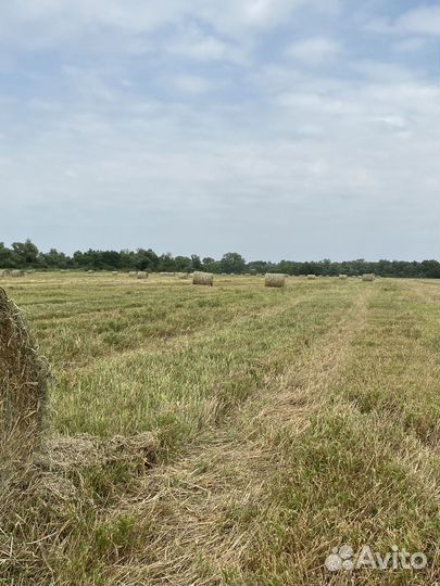 Солома в рулонах почти как сено