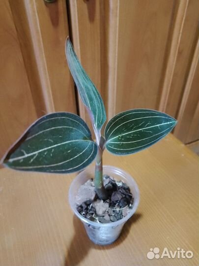 Орхидея лудизия