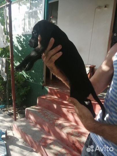 Щенки в добрые руки