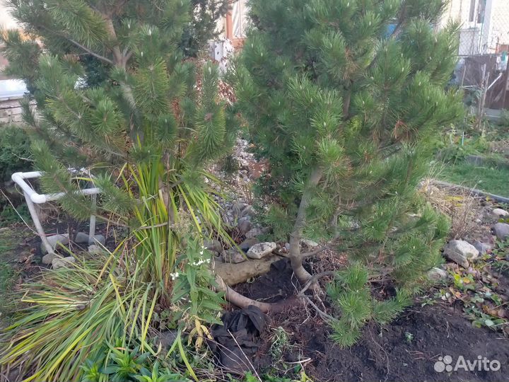 Сосна горная высота3.5 м