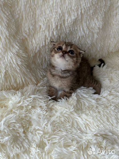 Шотландские котята