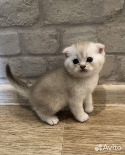 Шотландские котята