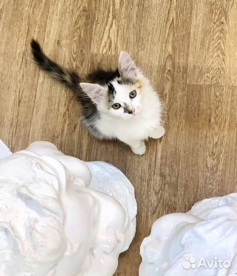 Малышка в добрые руки