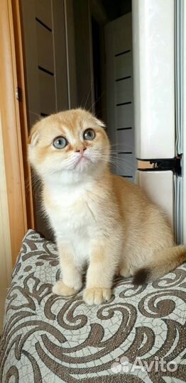 Шотландский котёнок