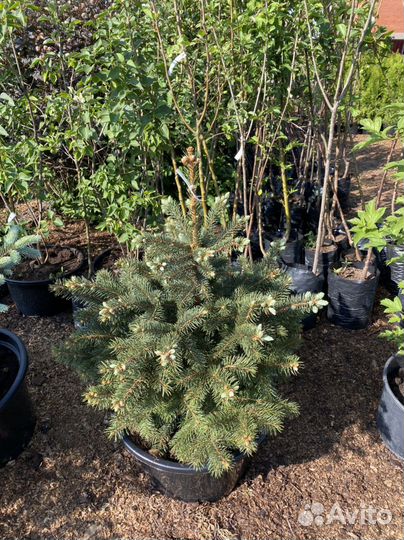 Ель голубая