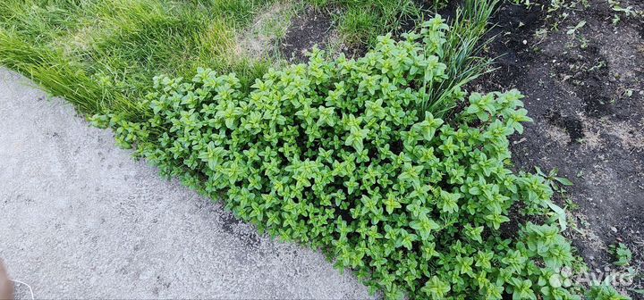 Мята свежая