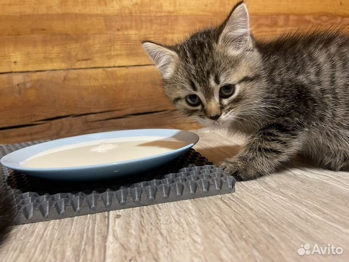 Отдам котенка в добрые руки ответственным людям