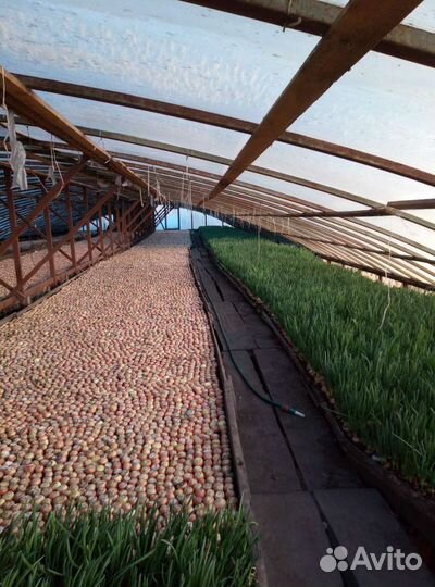 Зеленый лук оптом