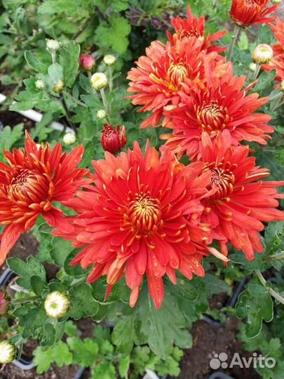 Корейская хризантема