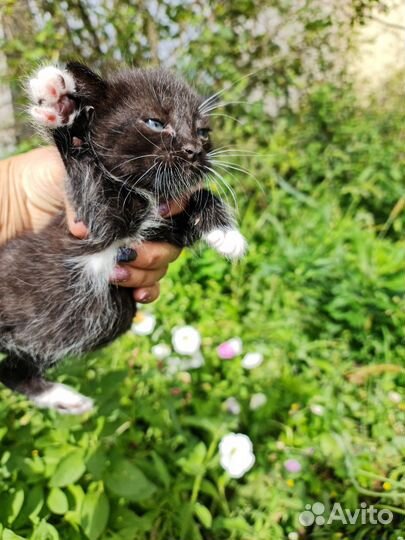 Котята в добрые руки бесплатно мальчики