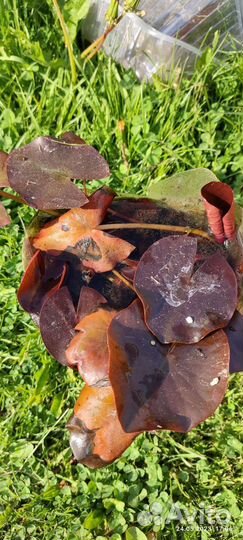 Водные лилии- Нимфеи