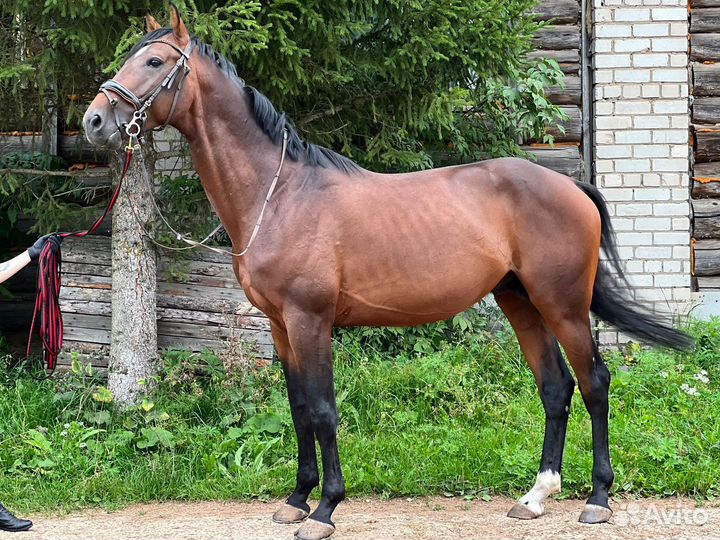 Спортивные лошади