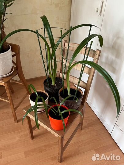 Комнатные растения. Гиппеаструм