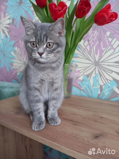 Отдам кота в добрые руки