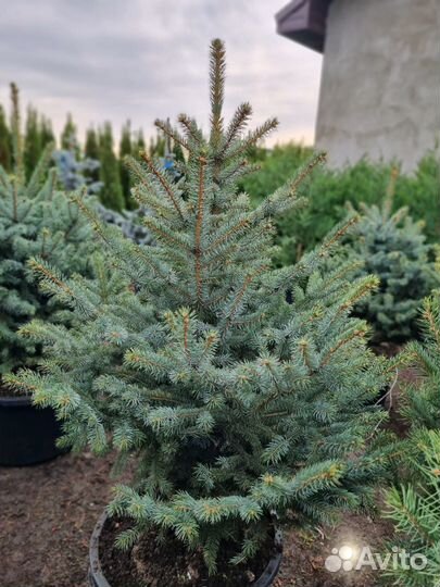 Ель пышная красивая в горшке Глаука