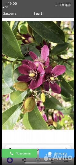 Магнолия Грандифлора