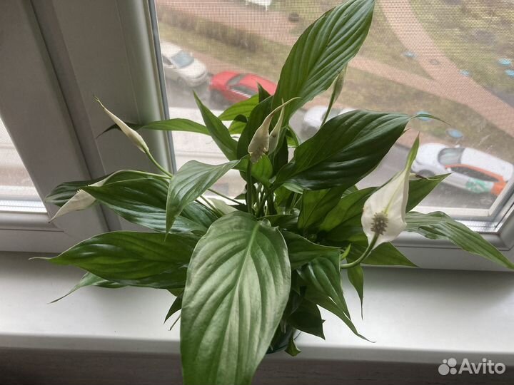 Спатифиллум