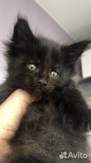 Мейн-кун мальчик