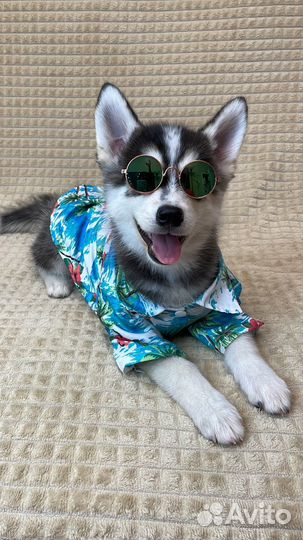 Щенки Помски