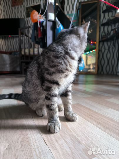 Котёнок тигрёнок