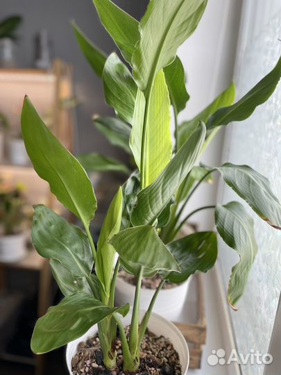 Стрелиция Николая h70