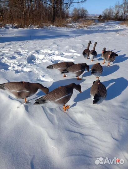 Чучела (профиля) гусей для охоты (15 комплектов)