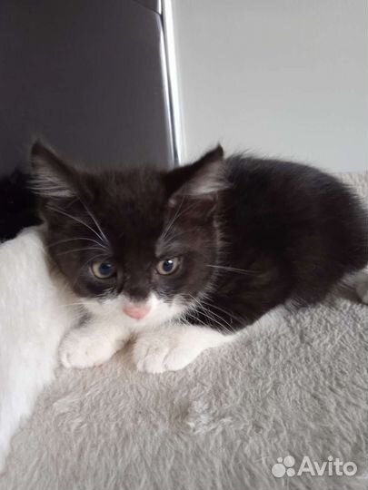 Котенок в добрые ручки