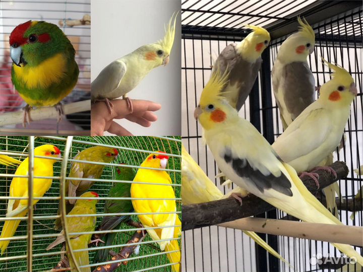 Птенцы попугайчиков корелл и какариков