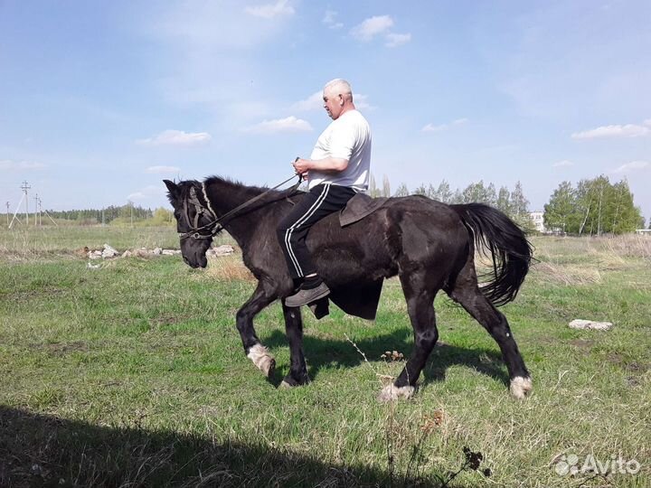 Лошадь