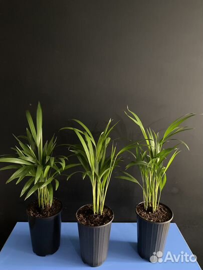 Пальма Арека Хризалидокарпус