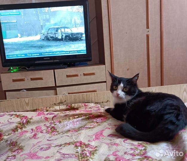 Котики бесплатно в добрые руки