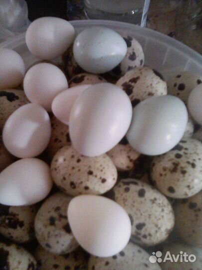 Виргинский перепел, яйцо инкубационное