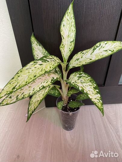 Замиокулькасы. Диффенбахия