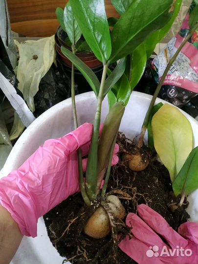 Укоренившиеся ветки замиокулькуса. Каждая по 500