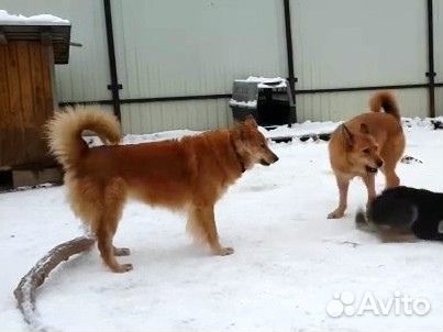 Домашняя передержка животных