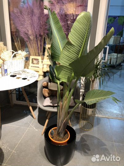 Стрелиция Николая Высота 130см под заказ