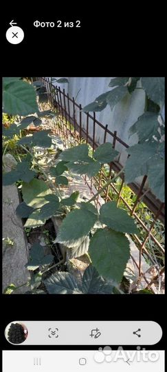 Саженцы ежевики садовой