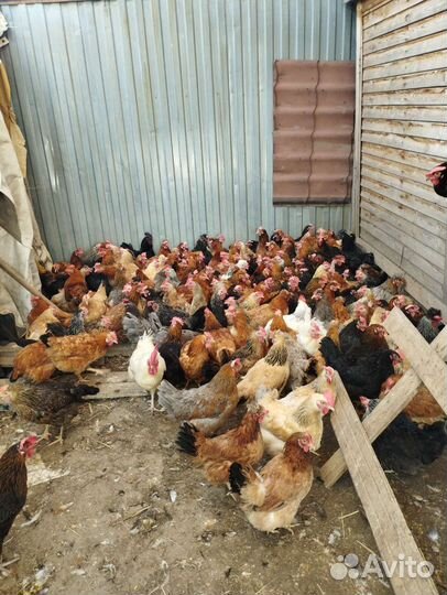 Домашние Несущие Куры, Петухи, Индоутки