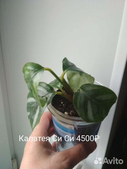 Калатея Си си