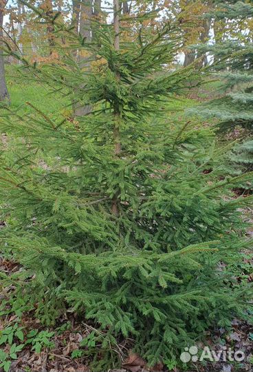 Ёлка натуральная