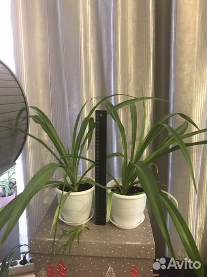 Хлорофитум