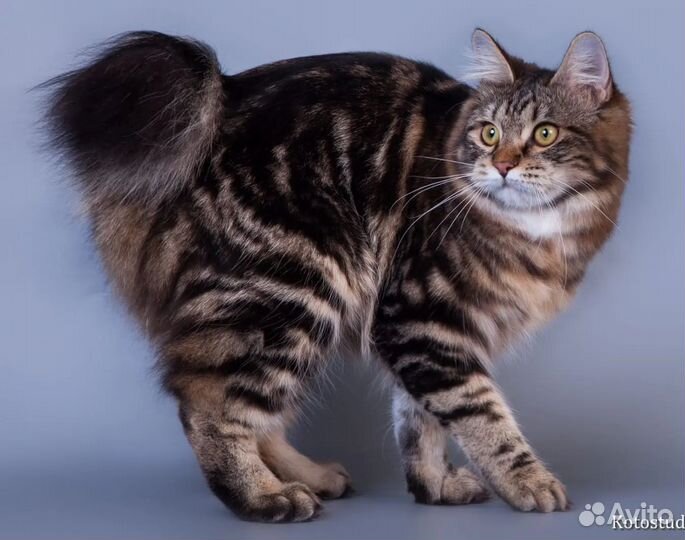 Курильский бобтейл